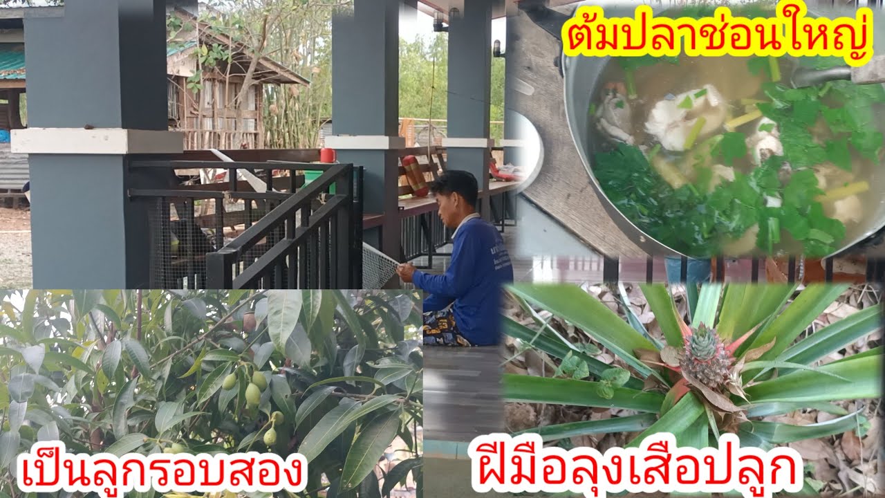 เมนูเช้าลุงเสือ!!ต้มปลาช่อนใหญ่!ฟ้ามืดฝนจะตกอีกแล้ว