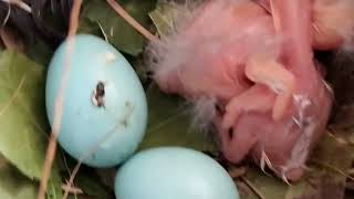 Day 2 Myna Hatching 🐣 Cute Baby Mynas screenshot 3