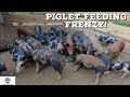 Pastured Pigs - Piglet Weaning