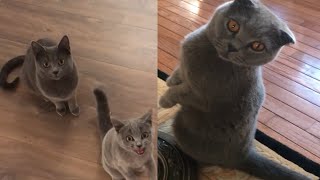 SWEET CHARTREUX CATS