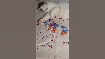 Cat Barsik Reverse video#marblebeadsandrun#cat #reverse