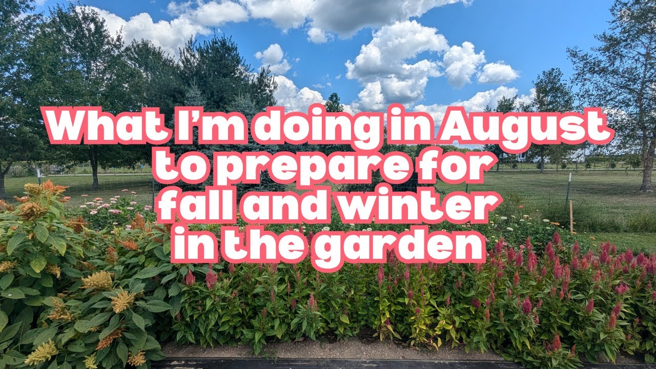 Fall In August What I'm doing in August on our flower farm to prepare for fall and ...