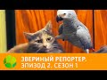 Звериный репортер. Эпизод 2. Сезон 1 | Живая Планета