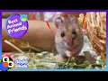 Eeek! This Mouse Is Afraid Of — Mice?! | Dodo Kids | Best Animal Friends