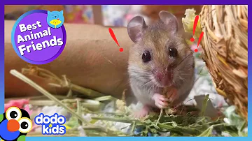 Eeek! This Mouse Is Afraid Of — Mice?! | Dodo Kids | Best Animal Friends