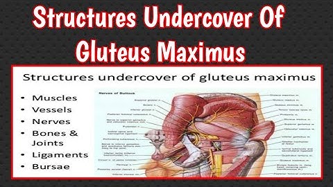 Structures under cover of gluteus maximus
