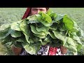 Village Food Farm Fresh Spinach Recipe Village Style Delicious Fresh Spinach & Potato Fry Cooking