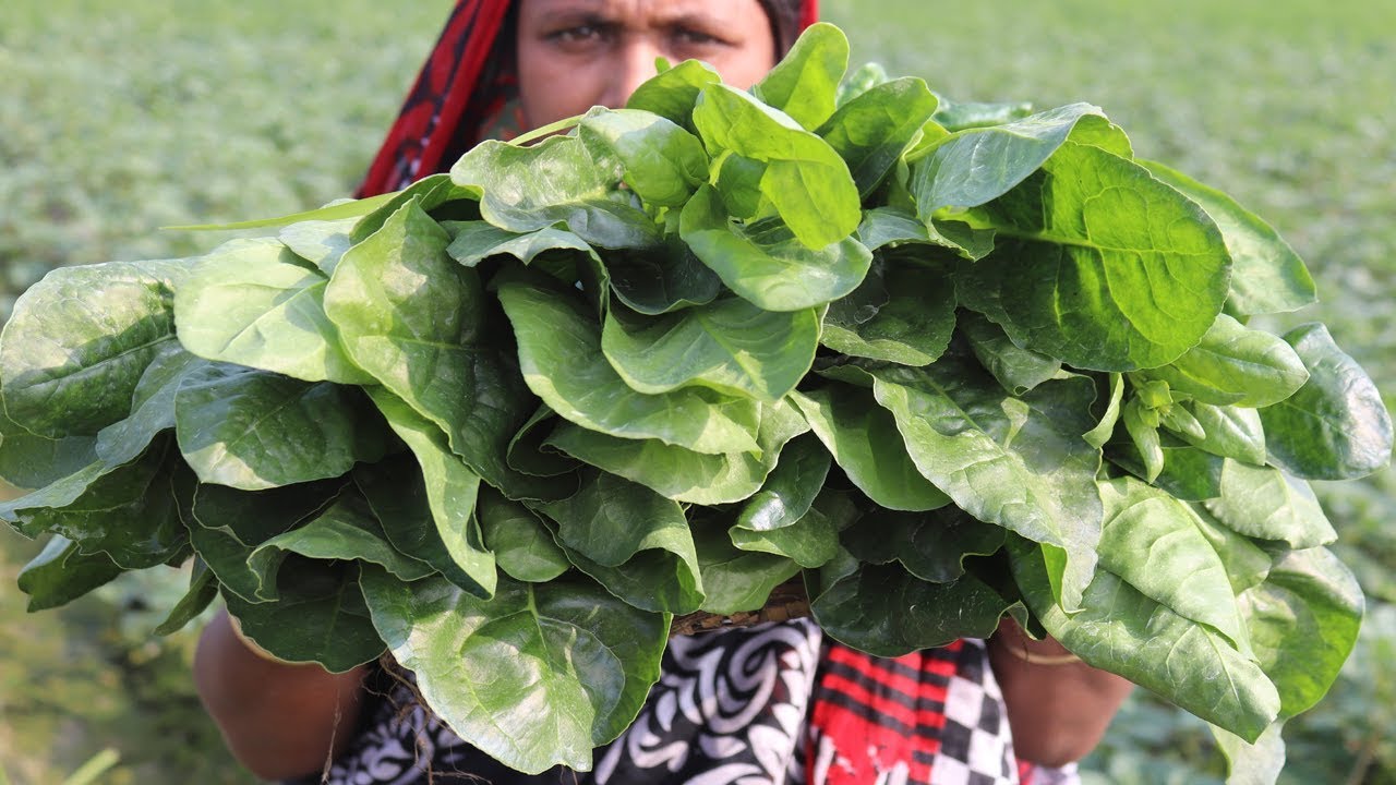 Village Food Farm Fresh Spinach Recipe Village Style Delicious Fresh Spinach & Potato Fry Cooking
