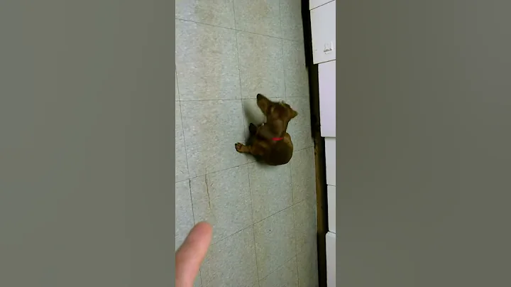 Weiner dog plays dead!