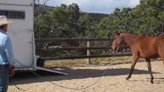 Float training 2 year old filly