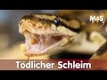 Tdlicher schleim lebensgefahr viren ibd nidovirus paramyxovirus adenovirus