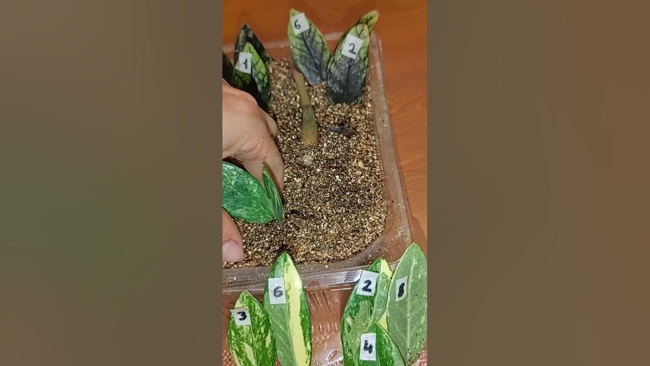 Замиокулькас шорт лив вариегатный, замиокулькас блэк эмеральд ...