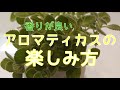 [ハーブ]香りの良いアロマティカスの楽しみ方です！アロマの効果で癒されちゃいます♬