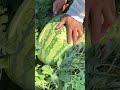 Watch the perfect split! Farm-fresh harvest.