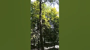 Ворона каркает. Примета дня.