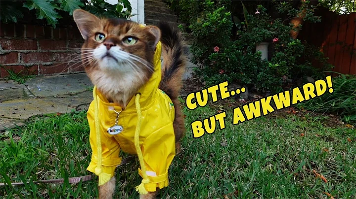 Video 11852331: somali cat, cute cat, cat love