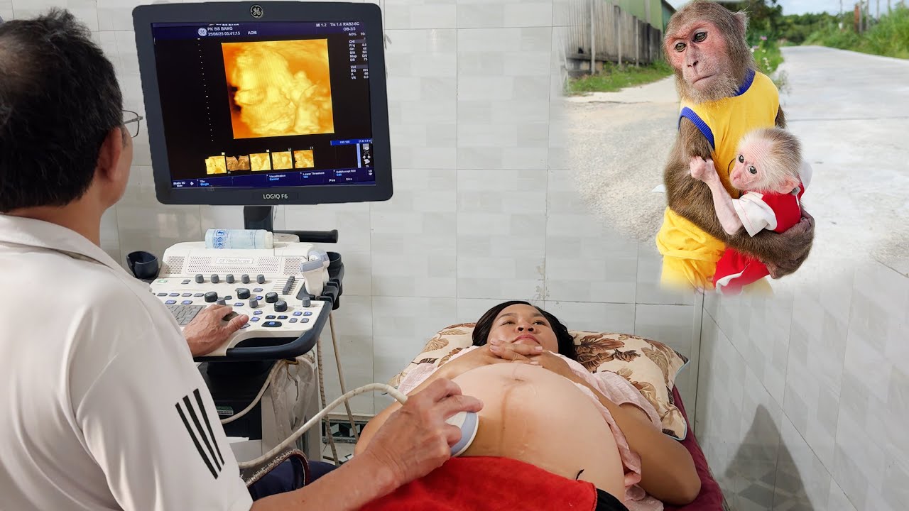 Pregnant mom goes doctor! CUTIS heartbrokenly carries baby monkey wandering looking 😓... Full video