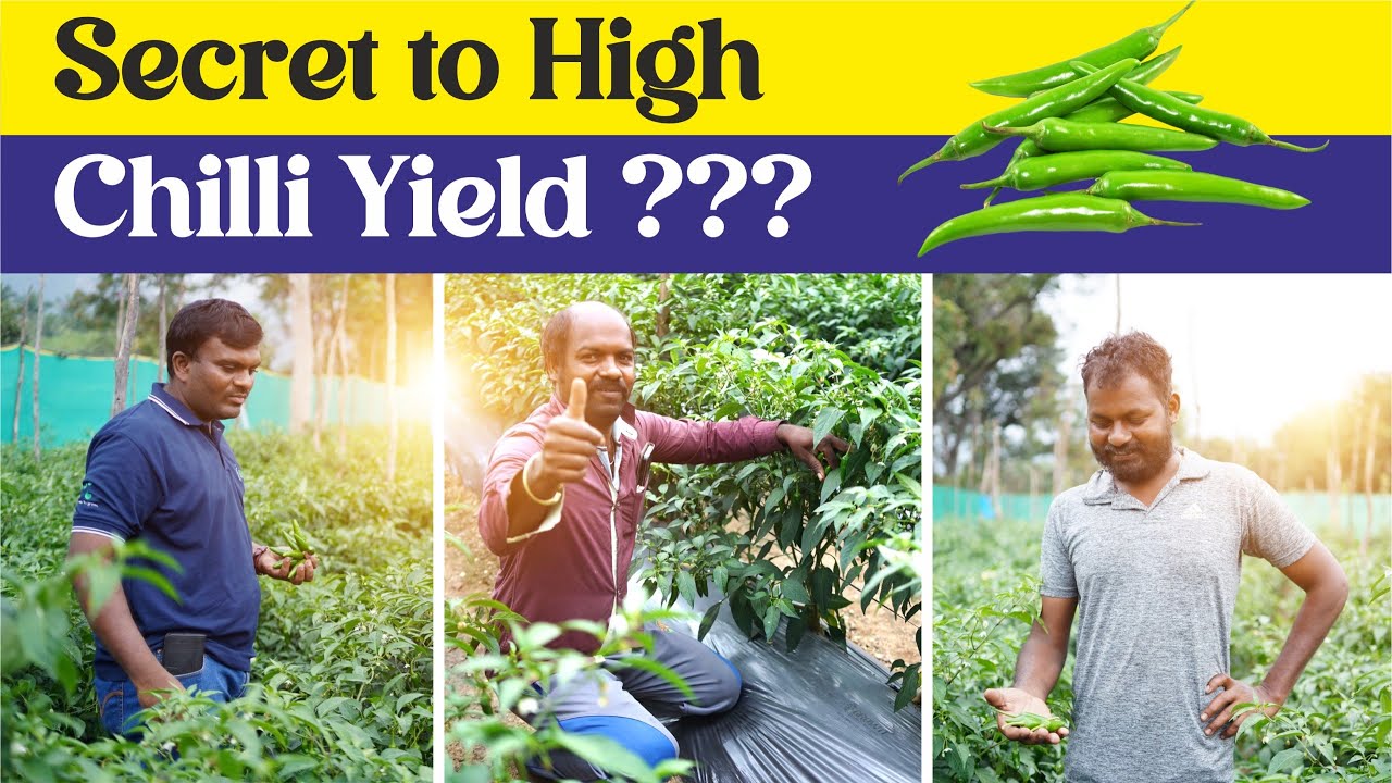 What’s the Secret Behind This Farmer’s High Chilli Yield | Tamil Nadu ...