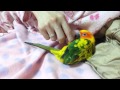 ころころコガネメキシコインコ