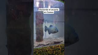 Acuario en Comas #acuarium #acuario #lima #mar Entrada 28 soles. y niños menores de 5 años no pagan