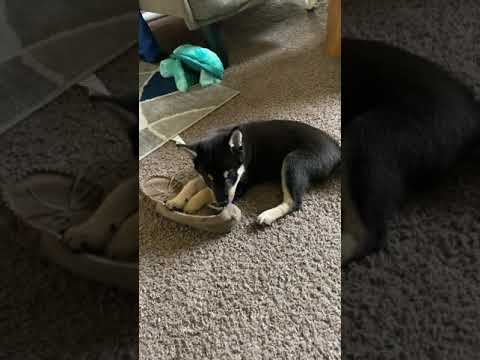 Shiba Inu Puppy