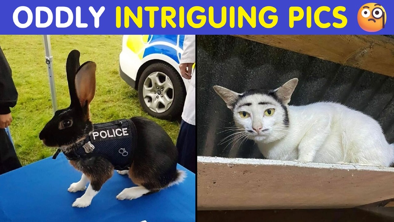 Photos That Slightly Amuse & Intrigue (Curiosities)