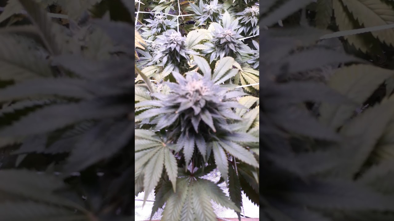 White Siberian cannabis clone