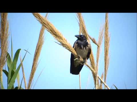 Corrincia - Corvus