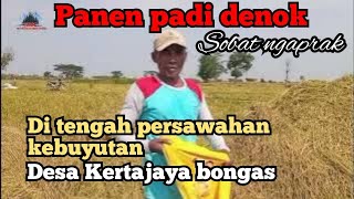 Pasca panen padi denok di tengah persawahan kebuyutan desa Kertajaya bongas Indramayu