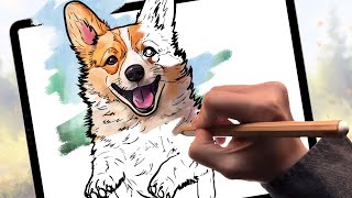 Corgi Dog Coloring How To Coloring The Dog Welsh Corgi