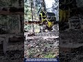 Watch This Advanced Hydraulic Harvester Fell and Delimb Trees with Incredible Power!