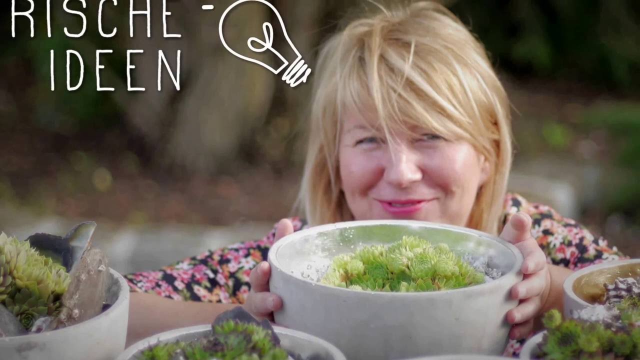 Sukkulenten mit Muscheln im Betontopf