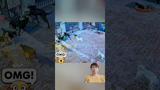 Dog video #animal _025#animals #shorst