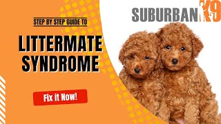 Littermate Syndrome in Dogs: How to Prevent it and How to Fix it!