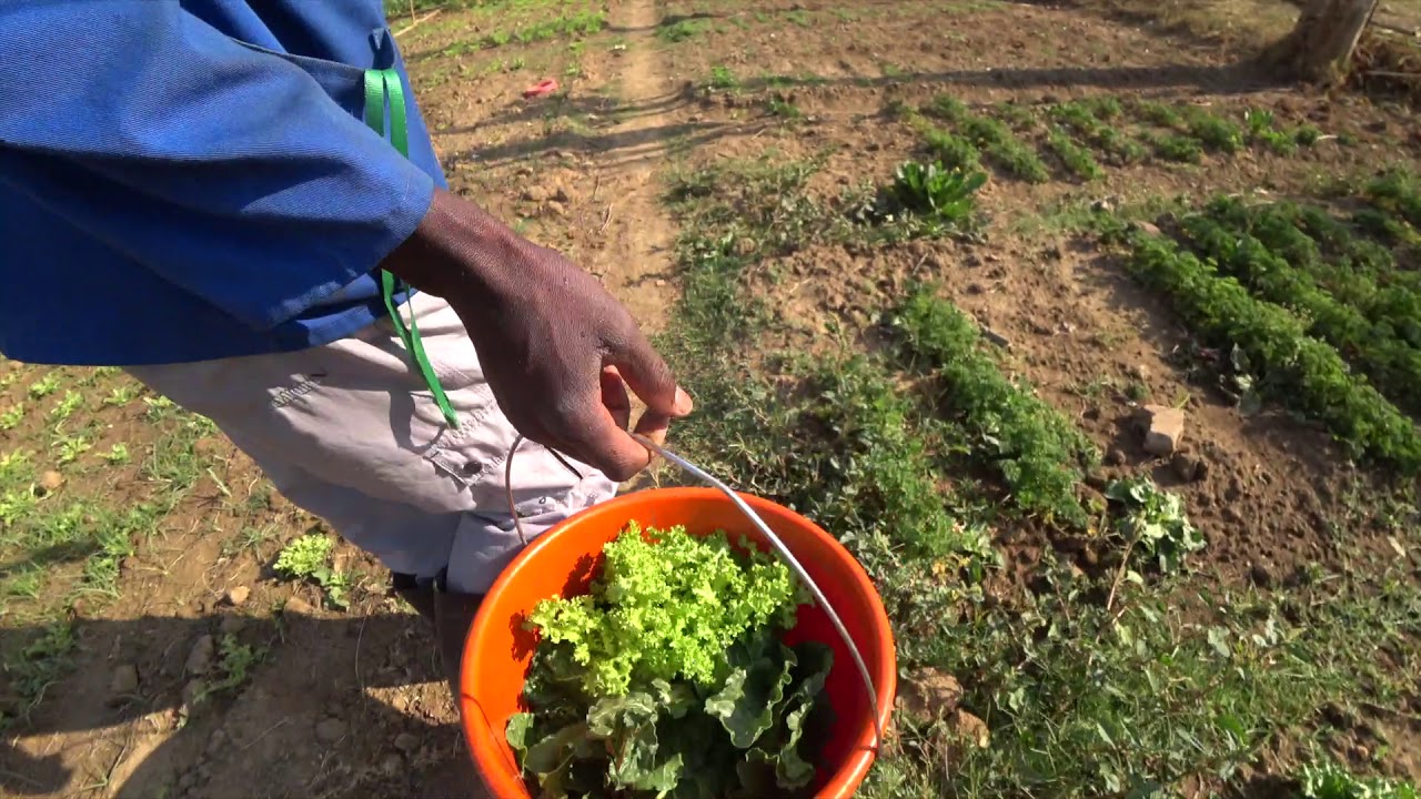 Cité des Jeunes - Agriculture