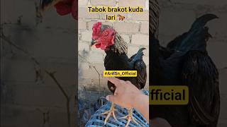 Ayam mangon warna jalak #ayam #ayambangkok #mangon #pakhoy #kontenkreator #shorts #fyp