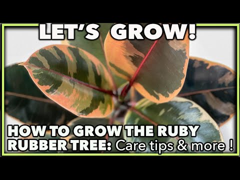 Ruby Ruber Plant How To Care For Ruby Rubber Plant
