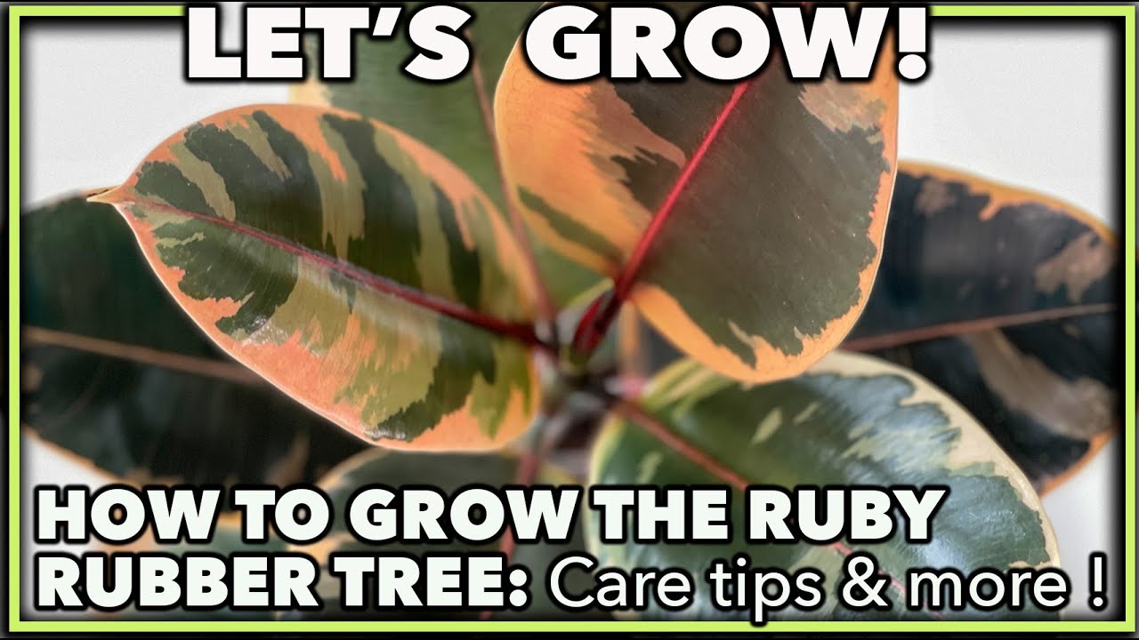 RUBY RUBBER TREE