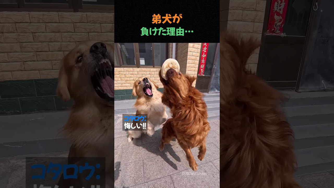 弟犬が負けた理由…