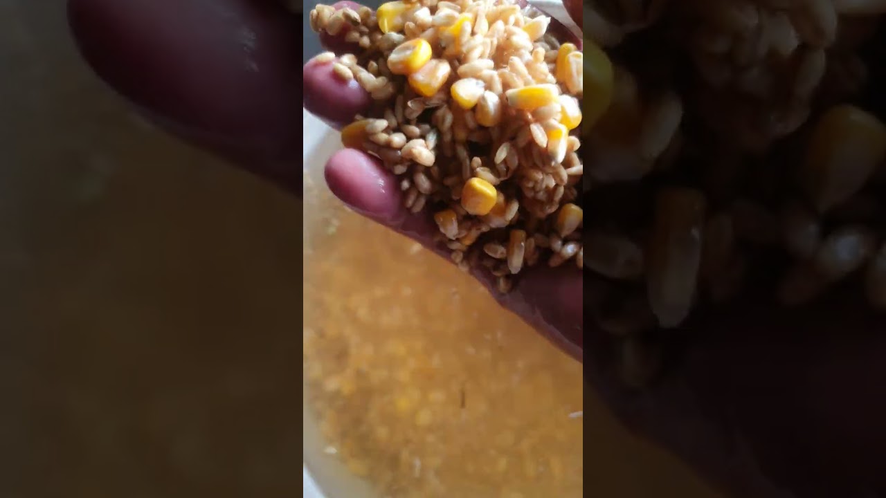 thức ăn cho chim ăn mau lớn mà có lời nhiều.ae cân tư vấn dt minh dũng 0908991909