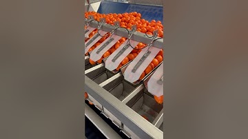 Automated citrus 🍊weigher @newtec #agriculturetechnology