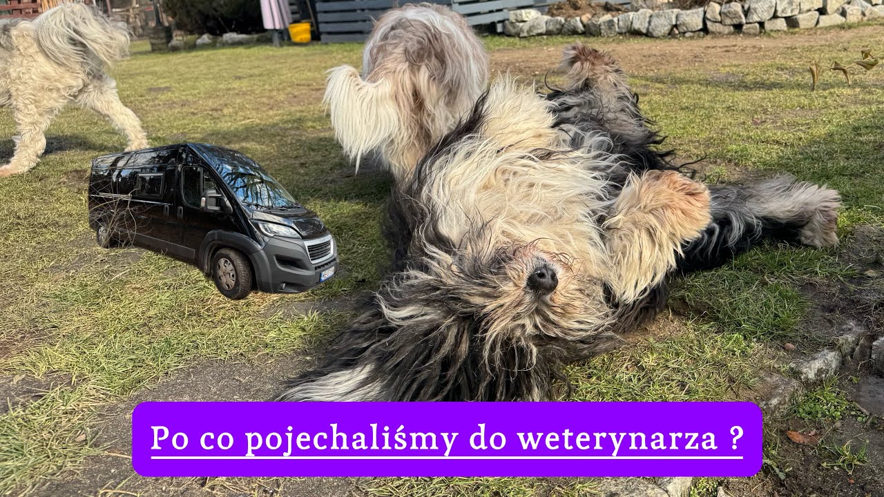 Jedziemy z WERĄ do weterynarza ! Mobilny prysznic w KAMPERZE !