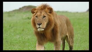 Running with lions
