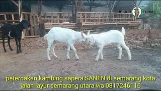 Panen Cempe Sanen Sapera..wa 0817246116 Semarang Utara