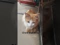 our home pet😍✨ do you have a pet comment its name🤪😍