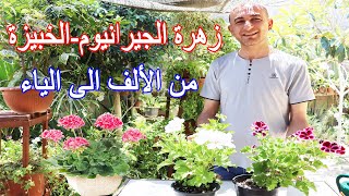 زهرة الجيرانيوم - الخبيزة - من رعاية و ري و تسميد و اكثار