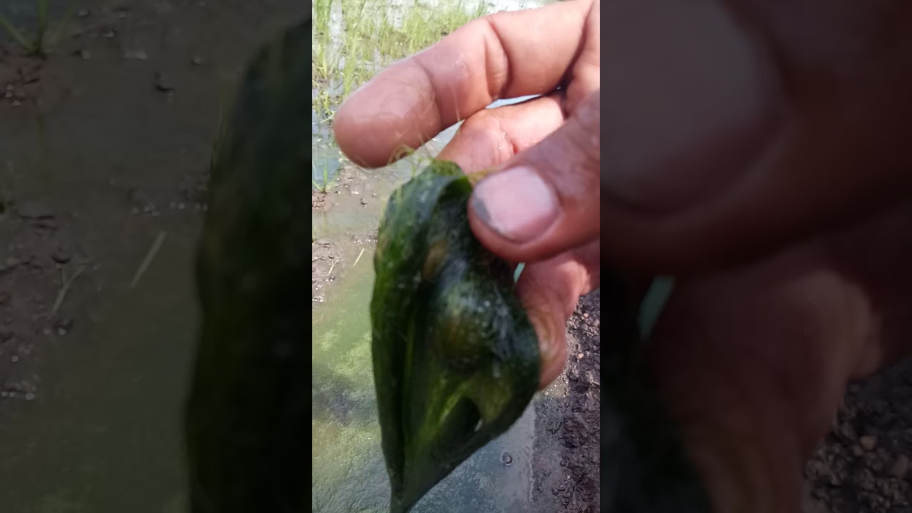 "Umpan jitu buat mancing Nila"