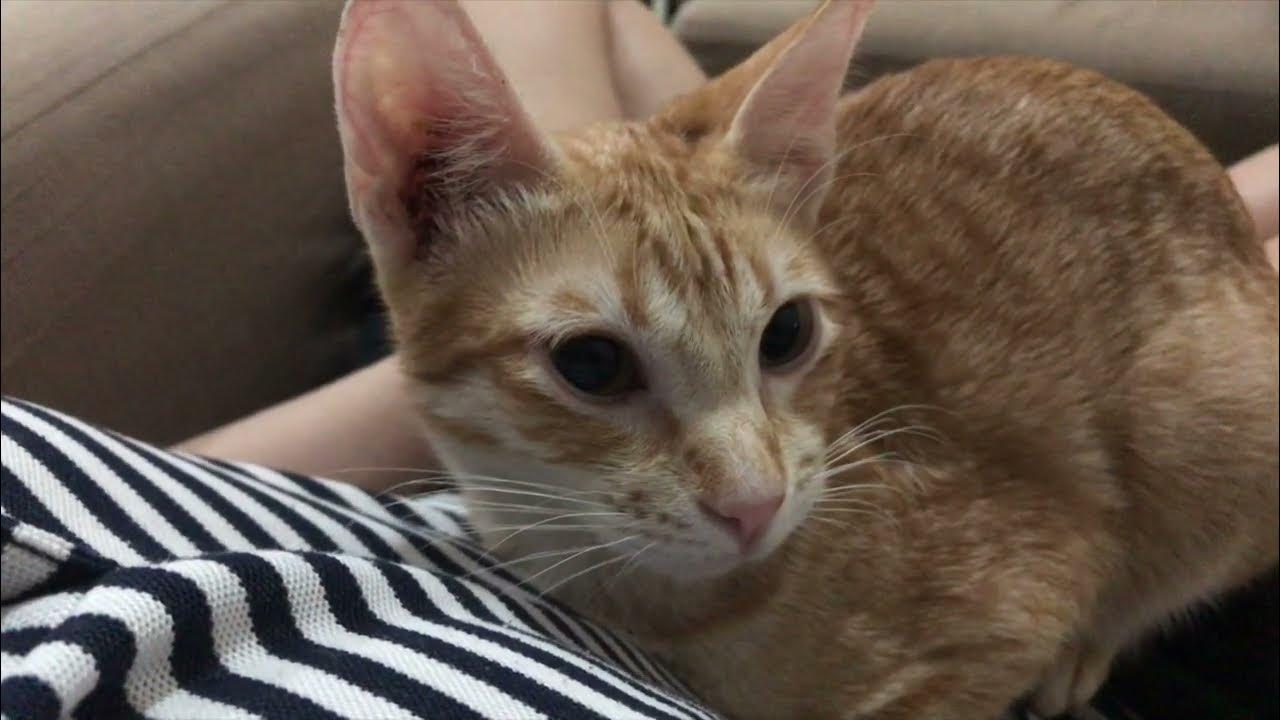 my cat loafed on my lap and started purring YouTube