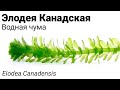 Элодея Канадская, водная чума (Elodea canadensis) Wasserpest. Та самая водоросль елочка на пруду