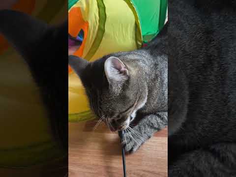 Funny cat Max😸 #funnyvideo